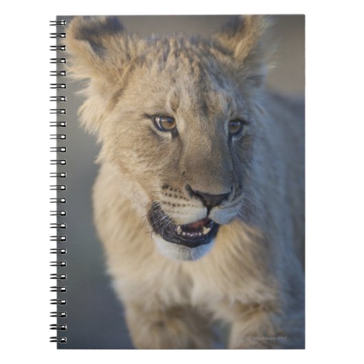 Löwe CUB (Panthera Löwe) | Namibia Notizblock (Vorderseite)