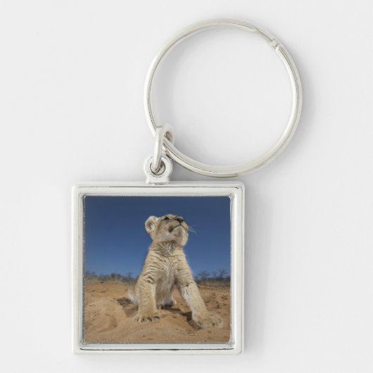 Löwe CUB (Panthera Löwe) sitzend auf Sand, Namibia Schlüsselanhänger (Vorne)
