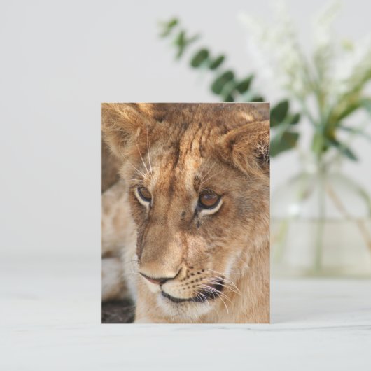 Löwe CUB Postkarte (Stehend Vorderseite)