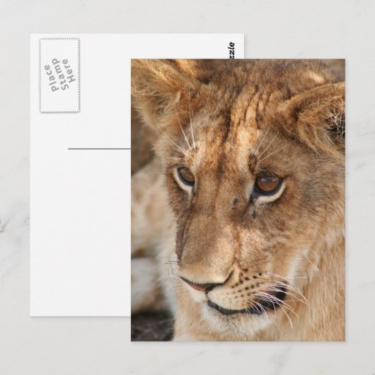 Löwe CUB Postkarte (Vorne/Hinten)