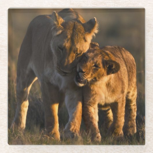 Löwe CUB u. Mutter Glasuntersetzer (Vorderseite)