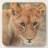 Löwe CUB Untersetzer (Vorderseite)