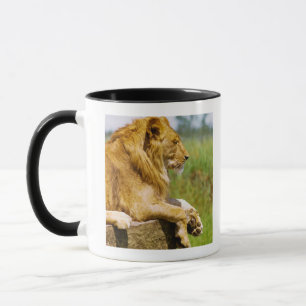 Löwe, der auf einem Felsen liegt Tasse