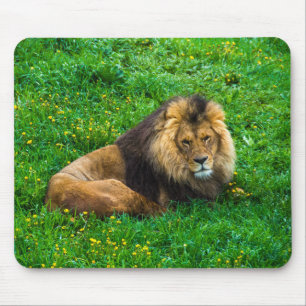 Löwe, der im grünes Gras-Foto sich entspannt Mousepad