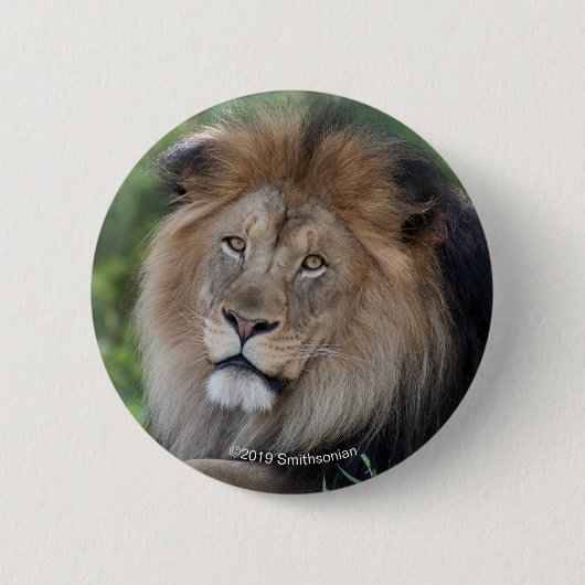 Löwe, der in einem Wald Lounging ist Button (Vorderseite)