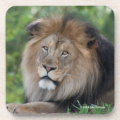 Löwe, der in einem Wald Lounging ist Getränkeuntersetzer (Vorderseite)