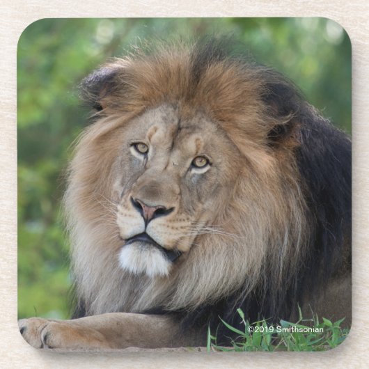 Löwe, der in einem Wald Lounging ist Getränkeuntersetzer (Vorderseite)