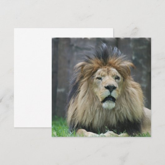 Löwe-Einladungen Einladung (Vorne/Hinten)