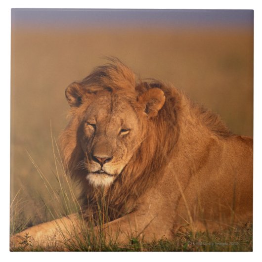 Löwe Fliese (Vorderseite)