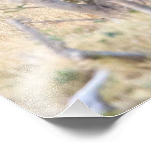 Löwe Fotodruck (Ecke)