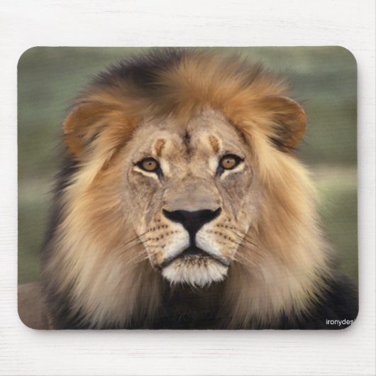Löwe-Fotografie Mousepad (Vorne)
