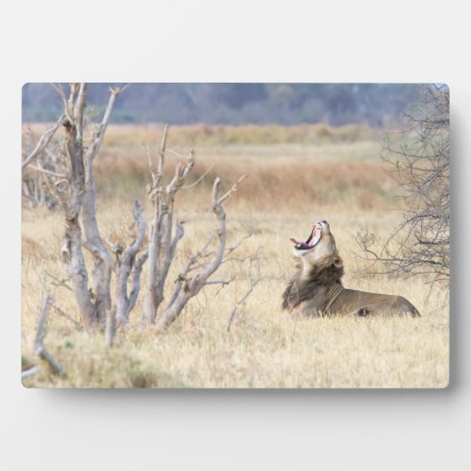 Löwe Fotoplatte (Vorderseite)