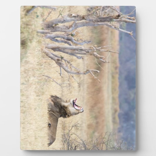 Löwe Fotoplatte (Vorderseite)