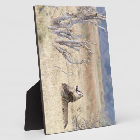 Löwe Fotoplatte (Seite)