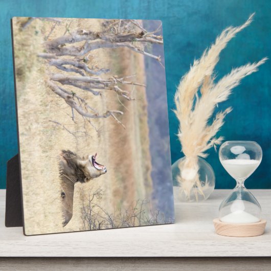 Löwe Fotoplatte (Seite)