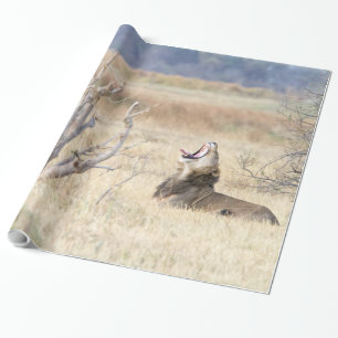 Löwe Geschenkpapier