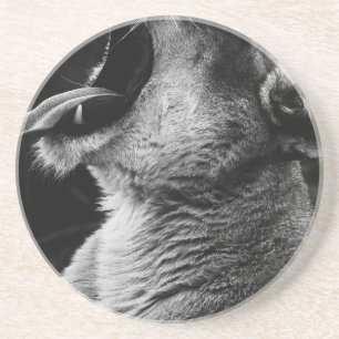 Löwe Getränkeuntersetzer