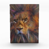 Löwe im Foto der Galerie (Vorderseite)