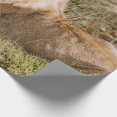 LÖWE IM GRAS GESCHENKPAPIER (Ecke)