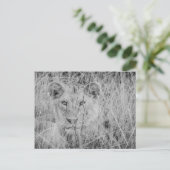 Löwe im Gras Postkarte (Stehend Vorderseite)