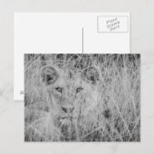 Löwe im Gras Postkarte (Vorne/Hinten)