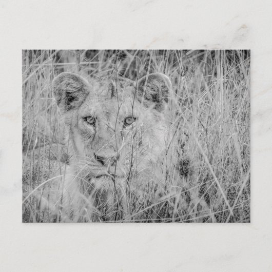 Löwe im Gras Postkarte (Vorderseite)