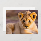 Löwe im Gras Postkarte (Vorne/Hinten)