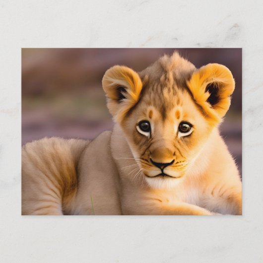 Löwe im Gras Postkarte (Vorderseite)