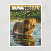 Löwe im Okavango-Delta Botswana
