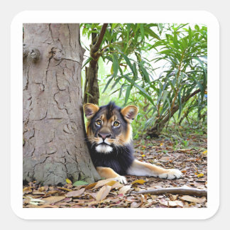 Löwe im Schatten-Aufkleber Quadratischer Aufkleber