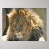 Löwe im Schlaf Poster (Vorne)