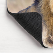 Löwe in Afrika Wildtiere Big Cat Mousepad (Ecke)