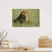 Löwe in der Erholung Poster (Küche)