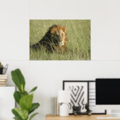 Löwe in der Erholung Poster (Heimbüro)