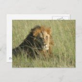 Löwe in der Erholung Postkarte (Vorne/Hinten)