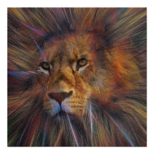 Löwe in der Galerie Glossy Poster