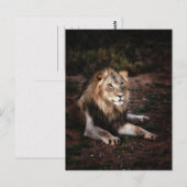 Löwe in der wilden Fotografie Postkreuzung Postkarte (Vorne/Hinten)