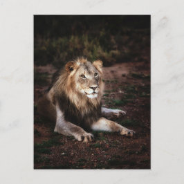 Löwe in der wilden Fotografie Postkreuzung Postkarte