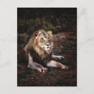 Löwe in der wilden Fotografie Postkreuzung Postkarte