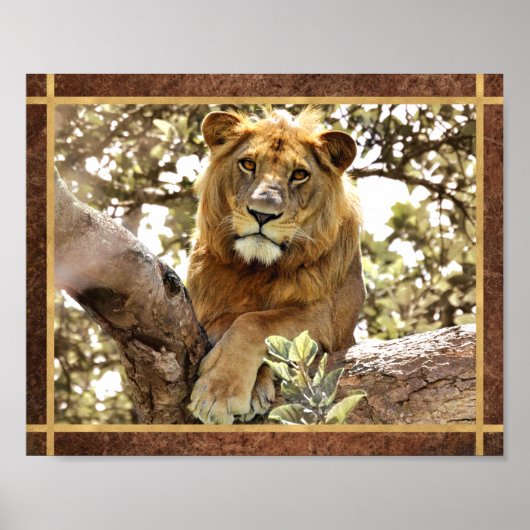 Löwe in einem Foto Poster (Vorne)