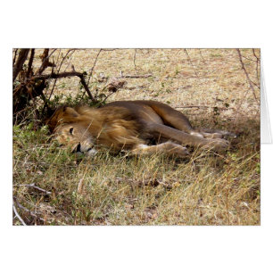 LÖWE IN KENIA AFRIKA