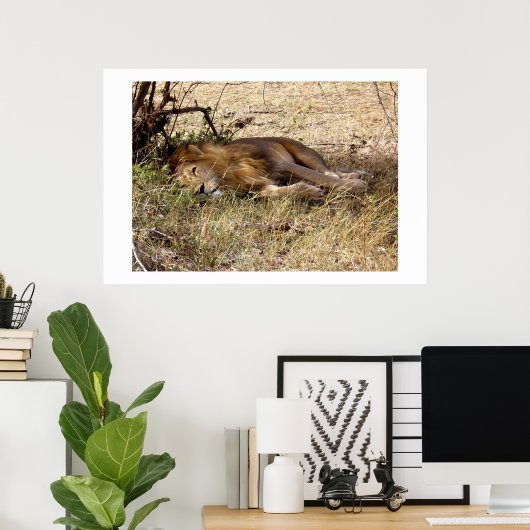 Löwe in Kenia Afrika Tier Poster (Heimbüro)