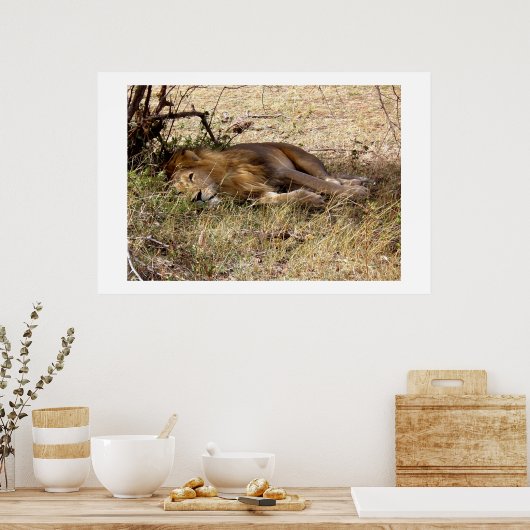 Löwe in Kenia Afrika Tier Poster (Küche)