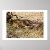 Löwe in Kenia Afrika Tier Poster (Vorne)
