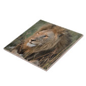 Löwe in naturafrikanischer Umgebung Fliese (Seite)