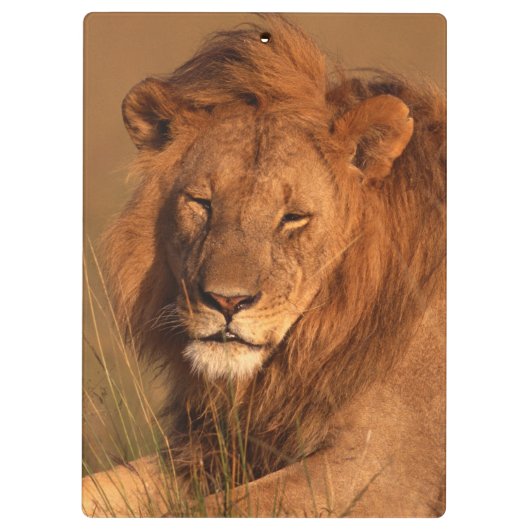 Löwe Klemmbrett (Rückseite)
