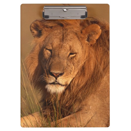 Löwe Klemmbrett (Vorderseite)
