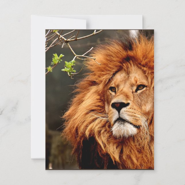 Löwe, König des Dschungels (Vorderseite)