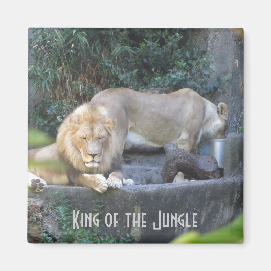 Löwe, König des Dschungels Magnet (Vorne)