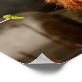 Löwe, König des Dschungels Poster (Ecke)